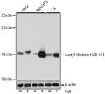 H2BK15ac Antibody in Western Blot (WB)