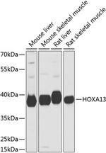 HOXA13 Antibody in Western Blot (WB)