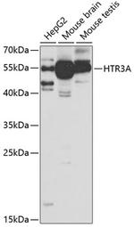 HTR3A Antibody in Western Blot (WB)