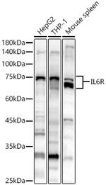 IL6R Antibody in Western Blot (WB)