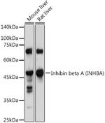 Activin A Antibody in Western Blot (WB)