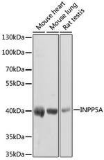 INPP5A Antibody in Western Blot (WB)