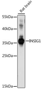 INSIG1 Antibody in Western Blot (WB)