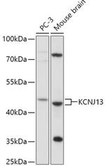 Kir7.1 Antibody in Western Blot (WB)