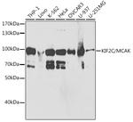 MCAK Antibody in Western Blot (WB)