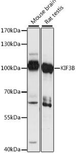 KIF3B Antibody in Western Blot (WB)