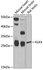 KLK4 Antibody in Western Blot (WB)