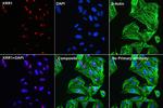 KRR1 Antibody in Immunocytochemistry (ICC/IF)