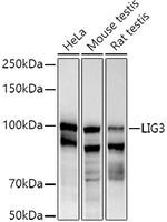 LIG3 Antibody in Western Blot (WB)