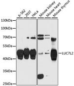 LUC7L2 Antibody in Western Blot (WB)