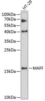 MAFF Antibody in Western Blot (WB)