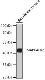 MAPKAPK2 Antibody in Western Blot (WB)