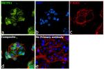 MBTPS1 Antibody in Immunocytochemistry (ICC/IF)