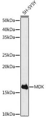 MDK Antibody in Western Blot (WB)