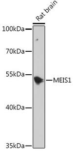 MEIS1 Antibody in Western Blot (WB)