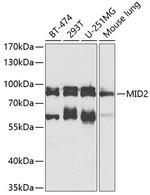 MID2 Antibody in Western Blot (WB)