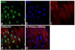 MKL1 Antibody in Immunocytochemistry (ICC/IF)