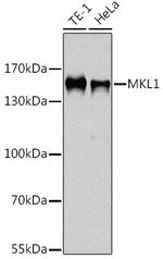 MKL1 Antibody in Western Blot (WB)