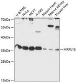 MRPL15 Antibody in Western Blot (WB)