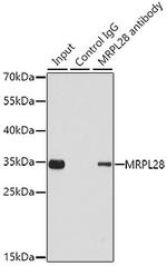 MRPL28 Antibody in Immunoprecipitation (IP)