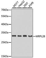 MRPL28 Antibody in Western Blot (WB)