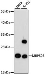 MRPS26 Antibody in Western Blot (WB)