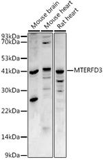 MTERFD3 Antibody in Western Blot (WB)