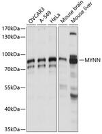 MYNN Antibody in Western Blot (WB)