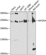 MYO5A Antibody in Western Blot (WB)