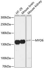 MYO6 Antibody in Western Blot (WB)