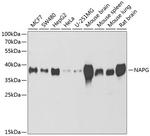 NAPG Antibody in Western Blot (WB)