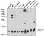 NDUFA5 Antibody in Western Blot (WB)