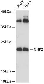 NHP2 Antibody in Western Blot (WB)