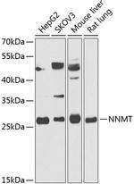 NNMT Antibody in Western Blot (WB)