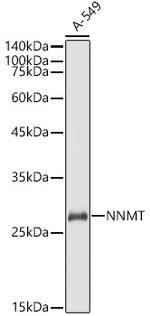 NNMT Antibody in Western Blot (WB)