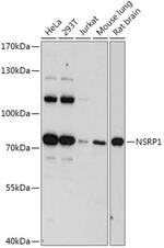 NSRP1 Antibody in Western Blot (WB)