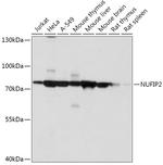 NUFIP2 Antibody in Western Blot (WB)