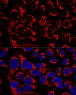 OCIAD1 Antibody in Immunocytochemistry (ICC/IF)