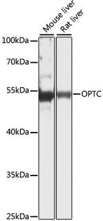 Opticin Antibody in Western Blot (WB)