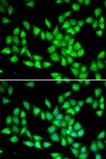 PCMT1 Antibody in Immunocytochemistry (ICC/IF)