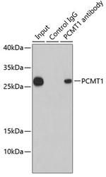 PCMT1 Antibody in Immunoprecipitation (IP)