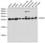 PCMT1 Antibody in Western Blot (WB)