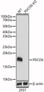 PDCD6 Antibody in Western Blot (WB)