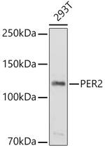 PER2 Antibody in Western Blot (WB)