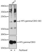 Phospho-HP1 gamma (Ser83) Antibody in Western Blot (WB)