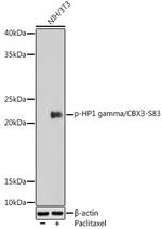 Phospho-HP1 gamma (Ser83) Antibody in Western Blot (WB)