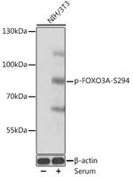 Phospho-FOXO3A (Ser294) Antibody in Western Blot (WB)