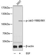 Phospho-JAK3 (Tyr980, Tyr981) Antibody in Western Blot (WB)