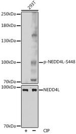 Phospho-NEDD4L (Ser448) Antibody in Western Blot (WB)