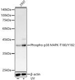 Phospho-p38 MAPK alpha (Thr180, Tyr182) Antibody in Western Blot (WB)